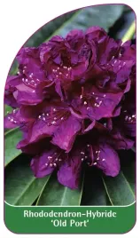 etykieta-szkolkarska-rhododendron-old-port-b