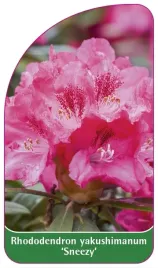 etykieta-szkolkarska-rhododendron-yakushimanum-sneezy-b