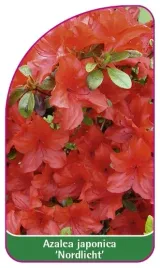 etykieta-szkolkarska-azalea-japonica-nordlicht