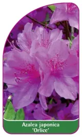 etykieta-szkolkarska-azalea-japonica-orlice