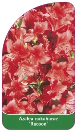 etykieta-szkolkarska-azalea-nakaharae-racoon-standard