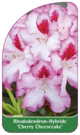 etykieta-szkolkarska-rhododendron-cherry-cheesecake-b