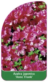 etykieta-szkolkarska-azalea-japonica-anne-frank-standard