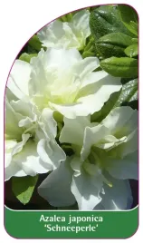 etykieta-szkolkarska-azalea-japonica-schneeperle-standard