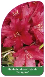 etykieta-szkolkarska-rhododendron-taragona-b