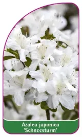etykieta-szkolkarska-azalea-japonica-schneesturm-a