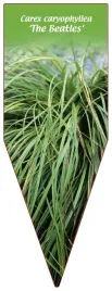 etykieta-szkolkarska-carex-caryophyllea-the-beatles