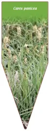 etykieta-szkolkarska-carex-panicea