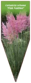 etykieta-szkolkarska-cortaderia-selloana-pink-feather