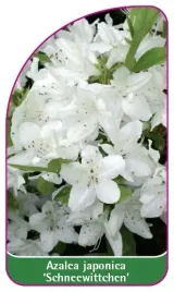 etykieta-szkolkarska-azalea-japonica-schneewittchen-a