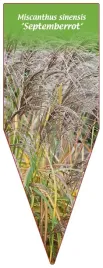 etykieta-szkolkarska-miscanthus-sinensis-septemberrot