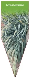 etykieta-szkolkarska-leymus-arenarius