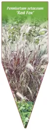 etykieta-szkolkarska-pennisetum-setaceum-red-fox