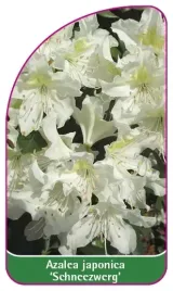 etykieta-szkolkarska-azalea-japonica-schneezwerg
