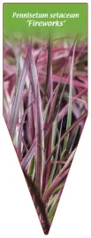 etykieta-szkolkarska-pennisetum-setaceum-fireworks