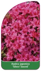 etykieta-szkolkarska-azalea-japonica-silver-sword-standard