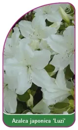 etykieta-szkolkarska-azalea-japonica-luzi-mini-b