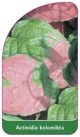 etykieta-szkolkarska-actinidia-kolomikta-a