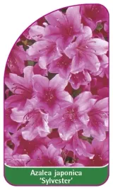 etykieta-szkolkarska-azalea-japonica-sylvester-mini