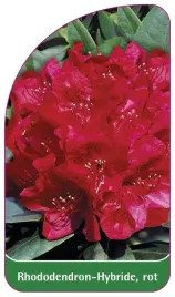 etykieta-szkolkarska-rhododendron-hybride-rot-b