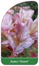 etykieta-szkolkarska-azalea-chanel-b