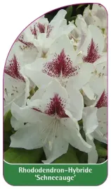 etykieta-szkolkarska-rhododendron-schneeauge-b