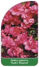 etykieta-szkolkarska-azalea-japonica-vuyk-s-rosyred-standard