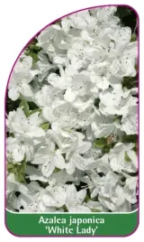 etykieta-szkolkarska-azalea-japonica-white-lady-mini