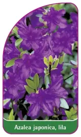 etykieta-szkolkarska-azalea-japonica-lila-a