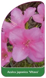 etykieta-szkolkarska-azalea-japonica-vltava-standard