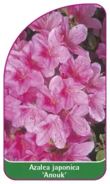 etykieta-szkolkarska-azalea-japonica-anouk-mini-b