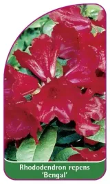 etykieta-szkolkarska-rhododendron-repens-bengal-mini-d