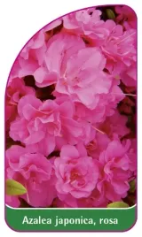 etykieta-szkolkarska-azalea-japonica-rosa-b