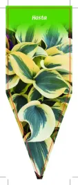 etykieta-szkolkarska-hosta