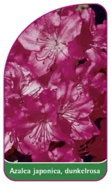 etykieta-szkolkarska-azalea-japonica-rosa-f