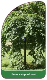 etykieta-szkolkarska-ulmus-camperdownii-b