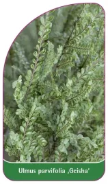 etykieta-szkolkarska-ulmus-parvifolia-geisha-b