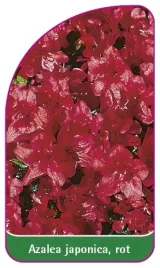 etykieta-szkolkarska-azalea-japonica-rot-a