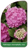 etykieta-szkolkarska-hydrangea-macrophylla-rosa-a