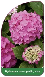 etykieta-szkolkarska-hydrangea-macrophylla-rosa-a