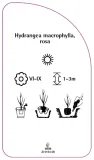 etykieta-szkolkarska-hydrangea-macrophylla-rosa-a-stan-nowy
