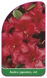 etykieta-szkolkarska-azalea-japonica-rot-b