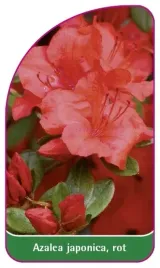 etykieta-szkolkarska-azalea-japonica-rot-d-mini