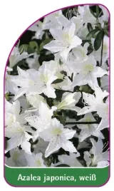 etykieta-szkolkarska-azalea-japonica-weiss-b
