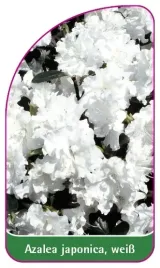 etykieta-szkolkarska-azalea-japonica-weiss-c