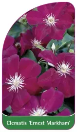 etykieta-szkolkarska-clematis-ernest-markham-c