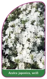 etykieta-szkolkarska-azalea-japonica-weiss-e