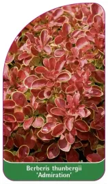 etykieta-szkolkarska-berberis-thunbergii-admiration