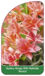 etykieta-szkolkarska-azalea-arista