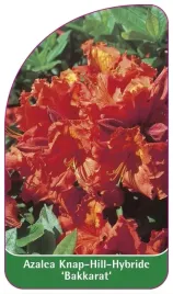 etykieta-szkolkarska-azalea-bakkarat